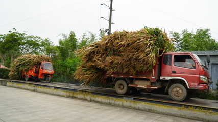 龍孔鎮(zhèn) “秸”盡所能，推進資源循環(huán)利用與生物有機肥料研發(fā)