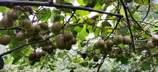 省土肥總站來(lái)我縣調(diào)研，共促生物有機(jī)肥與復(fù)合微生物肥料研發(fā)應(yīng)用